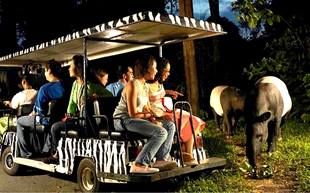 Singapore night safari Singapore night safari